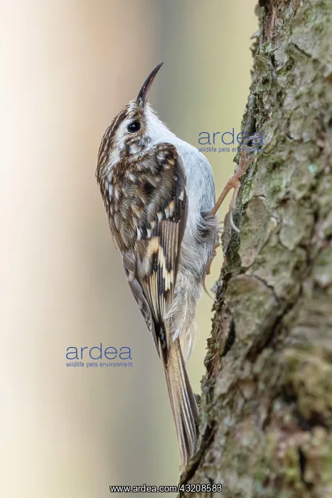 : Eurasian treecreeper (Certhia familiaris), sitting : Eurasian treecreeper (Certhia familiaris), sitting