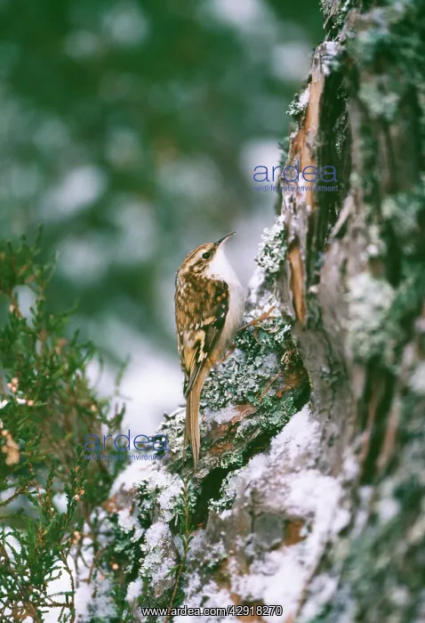 : Eurasian TREECREEPER - climbing tree trunk : Eurasian TREECREEPER - climbing tree trunk