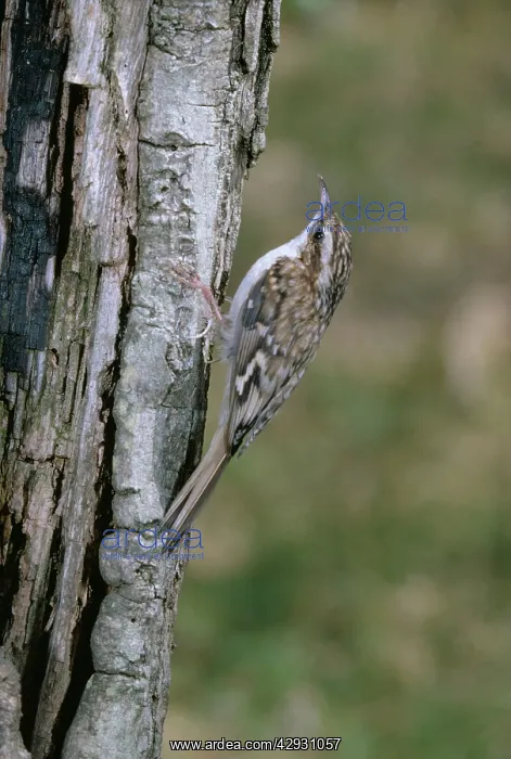 : Eurasian TREECREEPER - climbing trunk : Eurasian TREECREEPER - climbing trunk
