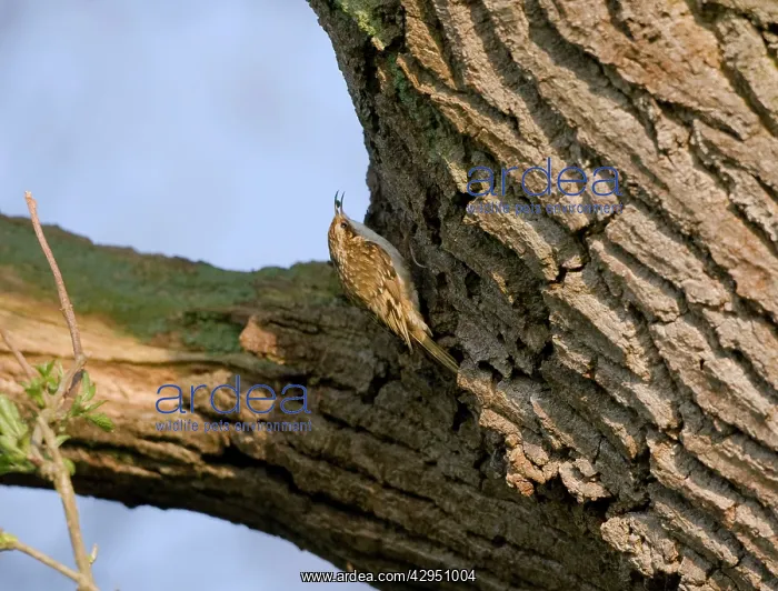 : Eurasian Treecreeper - with food in its beak : Eurasian Treecreeper - with food in its beak