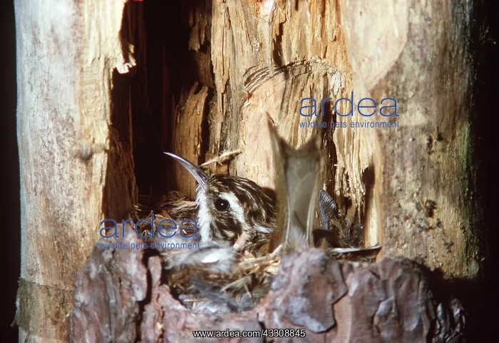 : Eurasian TREECREEPER - in nest : Eurasian TREECREEPER - in nest