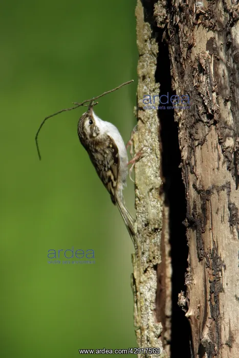 : Eurasian Treecreeper - with nest material in beak : Eurasian Treecreeper - with nest material in beak