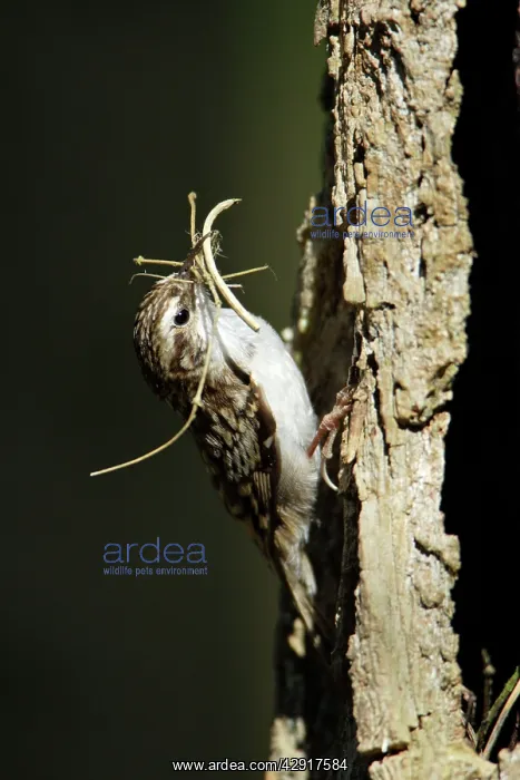: Eurasian Treecreeper - with nest material in beak : Eurasian Treecreeper - with nest material in beak