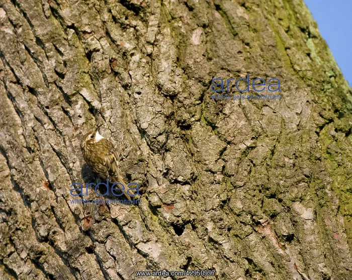 : Eurasian Treecreeper - on tree : Eurasian Treecreeper - on tree