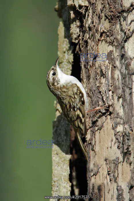 : Eurasian Treecreeper - on tree stem : Eurasian Treecreeper - on tree stem