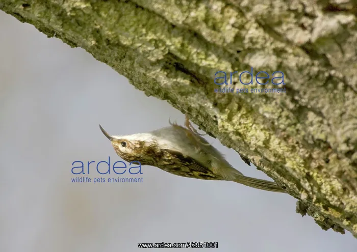 : Eurasian Treecreeper - on the underside of tree branch : Eurasian Treecreeper - on the underside of tree branch