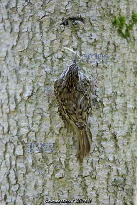 : Eurasian Treecreeper - back view, with nest material : Eurasian Treecreeper - back view, with nest material