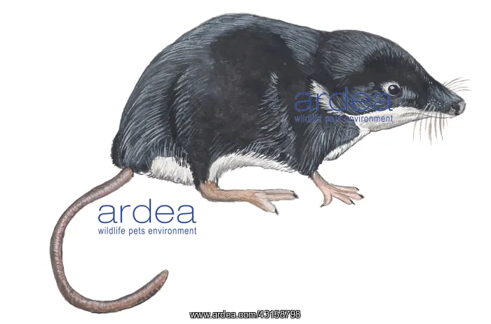 : Eurasian Water Shrew : Eurasian Water Shrew