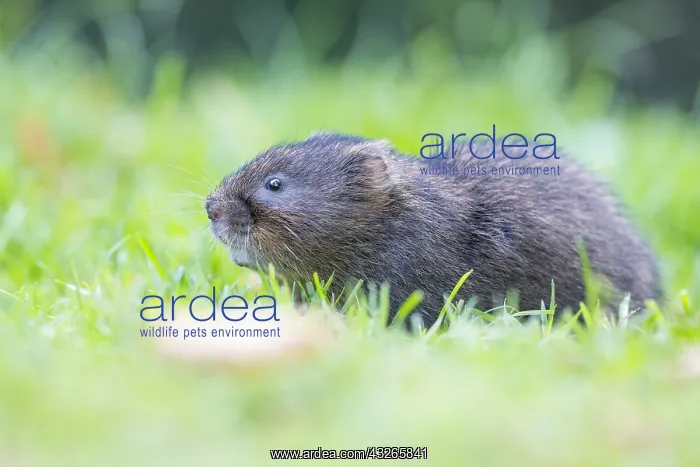 : Eurasian Water Vole (Arvicola amphibius) in a m : Eurasian Water Vole (Arvicola amphibius) in a m