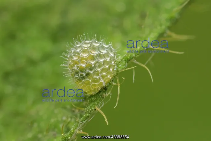 : Eurasian White Admiral (Limenitis camilla) egg o : Eurasian White Admiral (Limenitis camilla) egg o