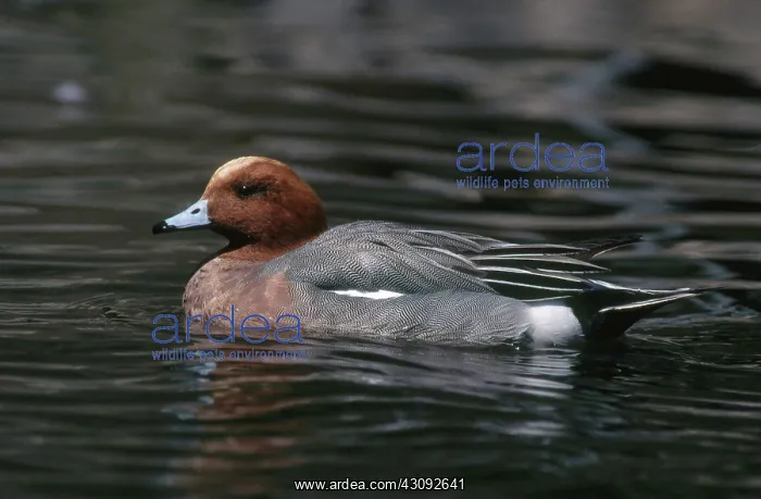 : Eurasian Widgeon : Eurasian Widgeon