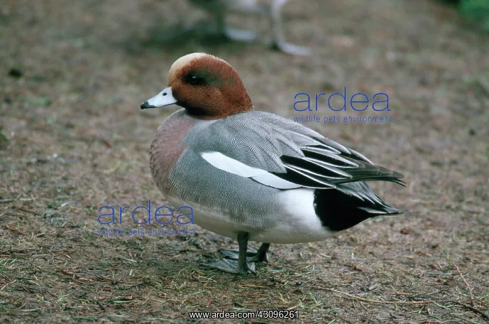 : Eurasian Widgeon : Eurasian Widgeon