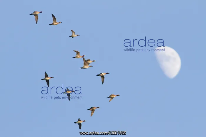 : Eurasian Wigeon : Eurasian Wigeon