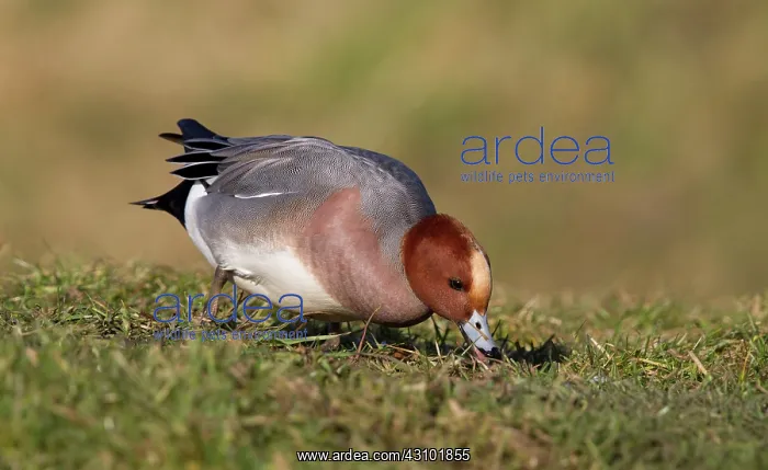 : Eurasian Wigeon : Eurasian Wigeon