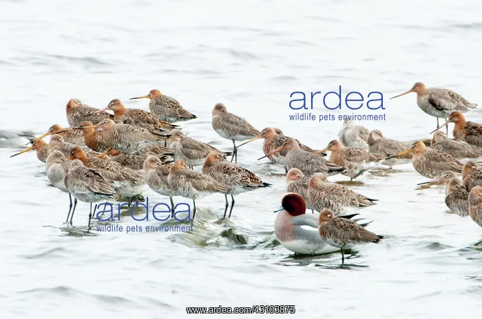 : Eurasian Wigeon : Eurasian Wigeon