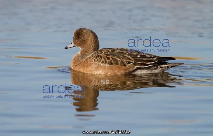 : Eurasian Wigeon : Eurasian Wigeon