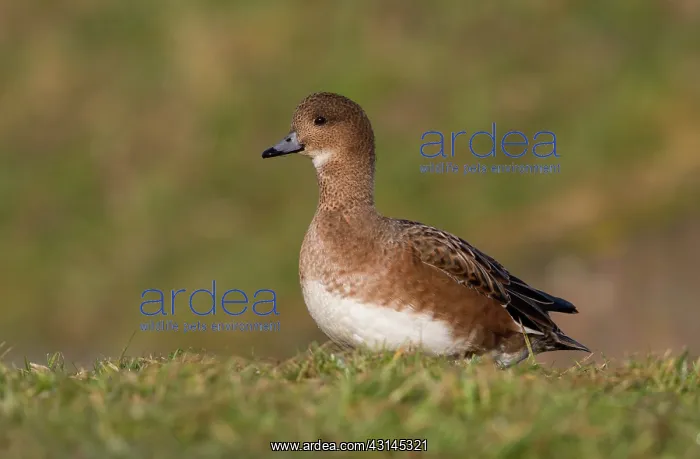 : Eurasian Wigeon : Eurasian Wigeon