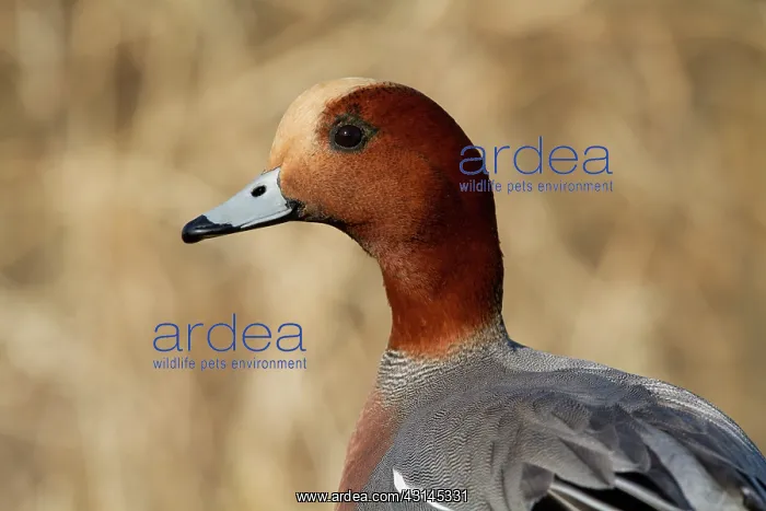 : Eurasian Wigeon : Eurasian Wigeon