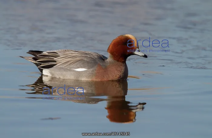 : Eurasian Wigeon : Eurasian Wigeon