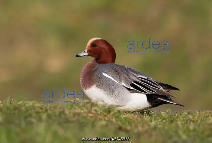 : Eurasian Wigeon : Eurasian Wigeon
