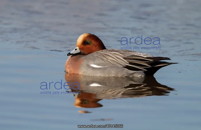 : Eurasian Wigeon : Eurasian Wigeon