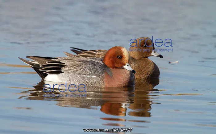 : Eurasian Wigeon : Eurasian Wigeon