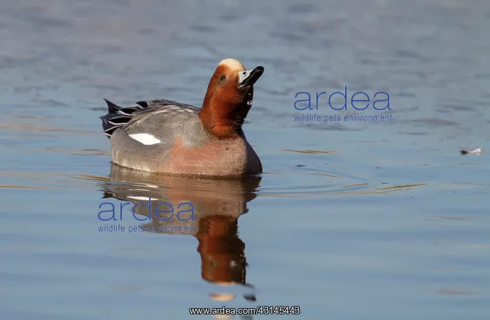 : Eurasian Wigeon : Eurasian Wigeon