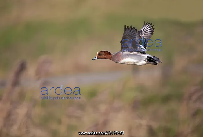  : Eurasian Wigeon
