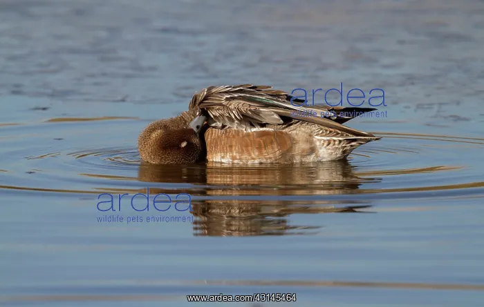 : Eurasian Wigeon : Eurasian Wigeon