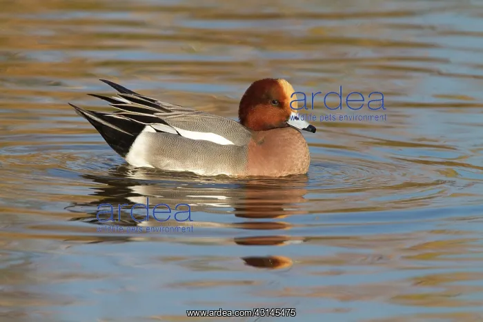 : Eurasian Wigeon : Eurasian Wigeon