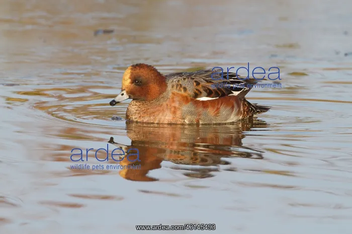 : Eurasian Wigeon : Eurasian Wigeon
