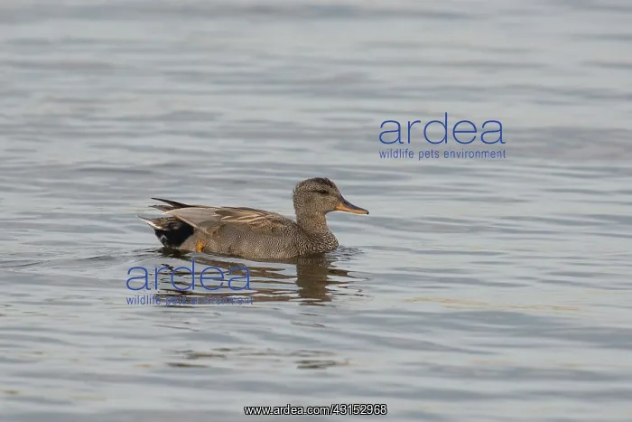 : Eurasian Wigeon : Eurasian Wigeon