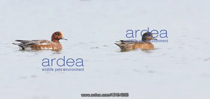 : Eurasian Wigeon : Eurasian Wigeon