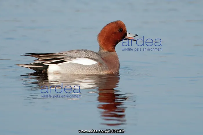  : Eurasian Wigeon