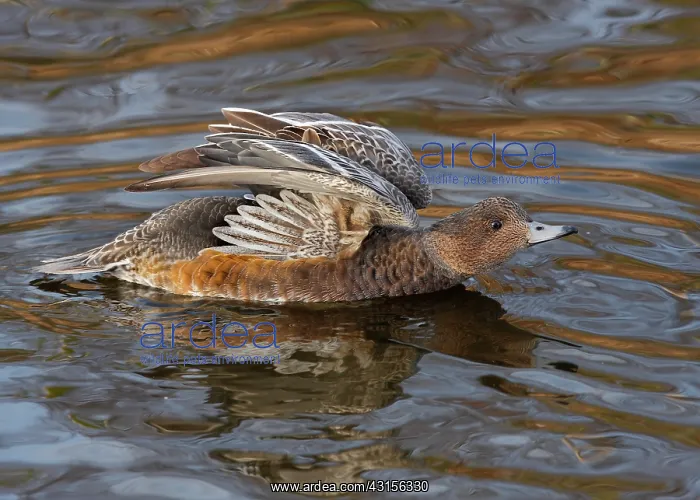 : Eurasian Wigeon : Eurasian Wigeon
