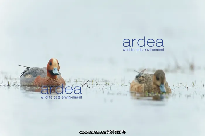 : Eurasian Wigeon : Eurasian Wigeon