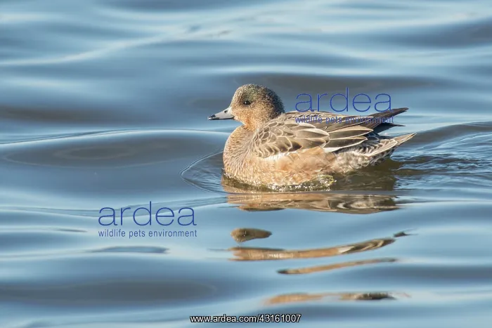: Eurasian Wigeon : Eurasian Wigeon