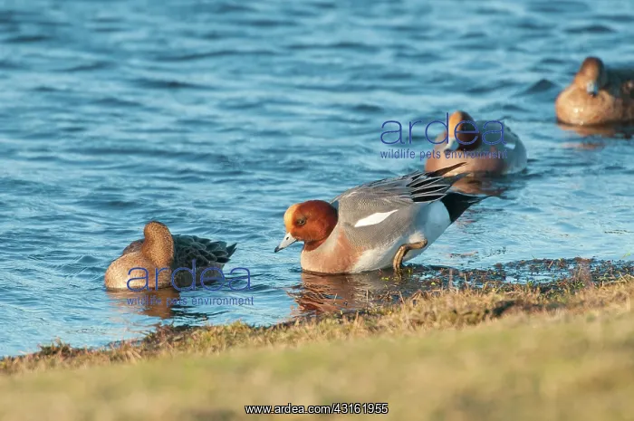 : Eurasian Wigeon : Eurasian Wigeon