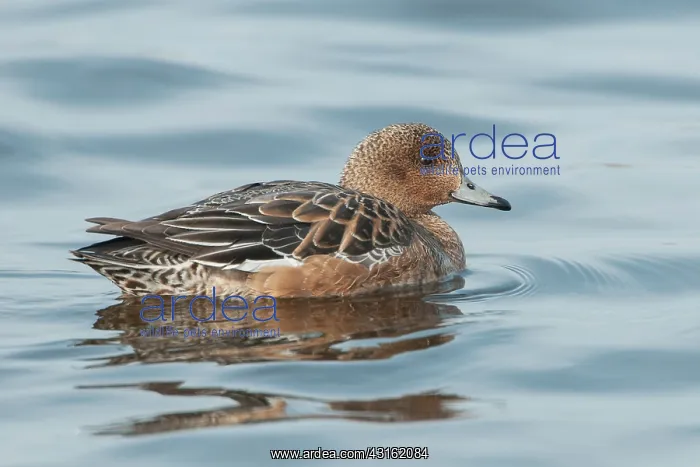 : Eurasian Wigeon : Eurasian Wigeon