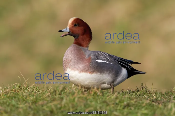 : Eurasian Wigeon : Eurasian Wigeon