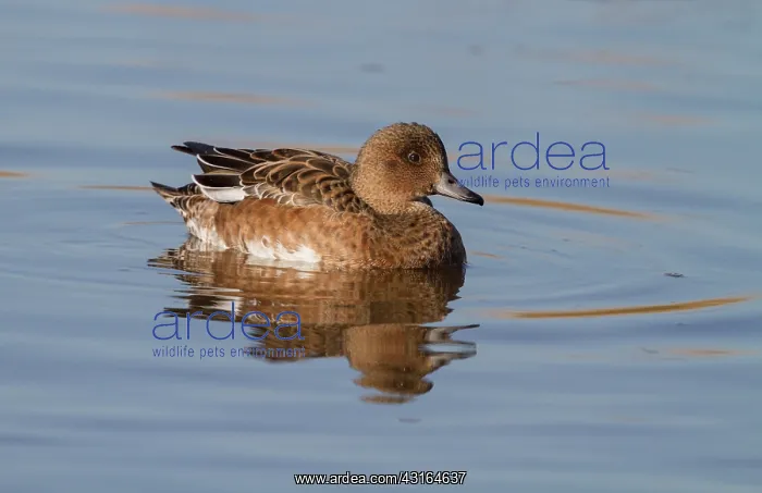 : Eurasian Wigeon : Eurasian Wigeon