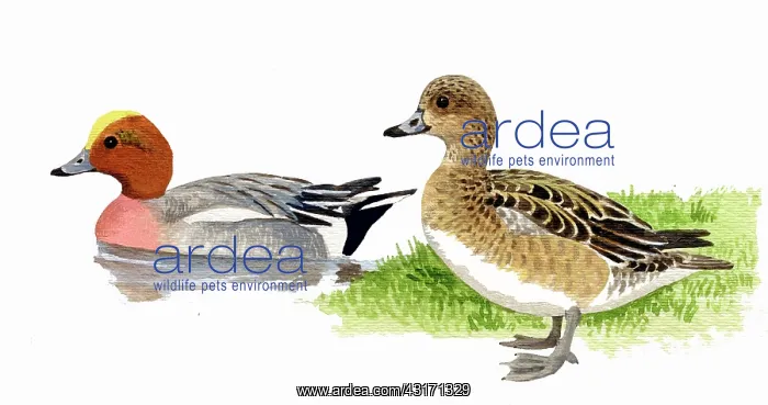 : Eurasian Wigeon : Eurasian Wigeon