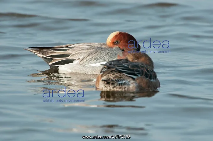 : Eurasian Wigeon : Eurasian Wigeon
