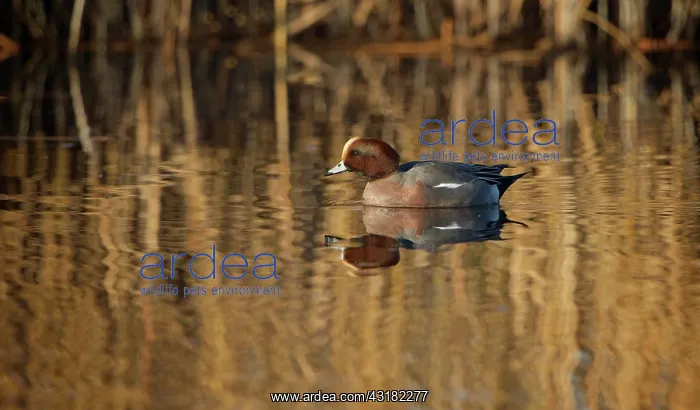 : Eurasian Wigeon : Eurasian Wigeon