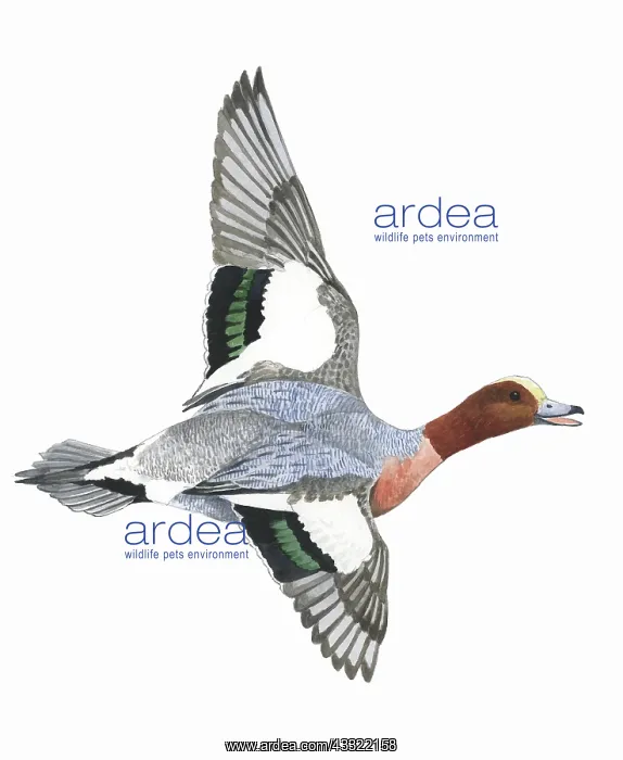  : Eurasian Wigeon