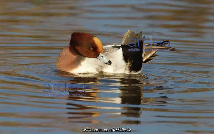 : Eurasian Wigeon : Eurasian Wigeon