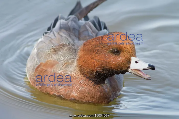  : Eurasian Wigeon - adult male swimming