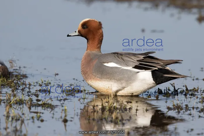 : Eurasian Wigeon (Anas penelope) male standing i : Eurasian Wigeon (Anas penelope) male standing i