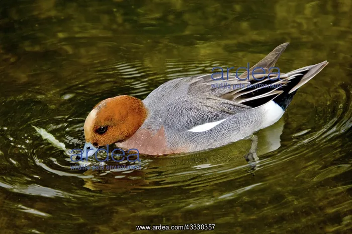 : Eurasian Wigeon feeding : Eurasian Wigeon feeding