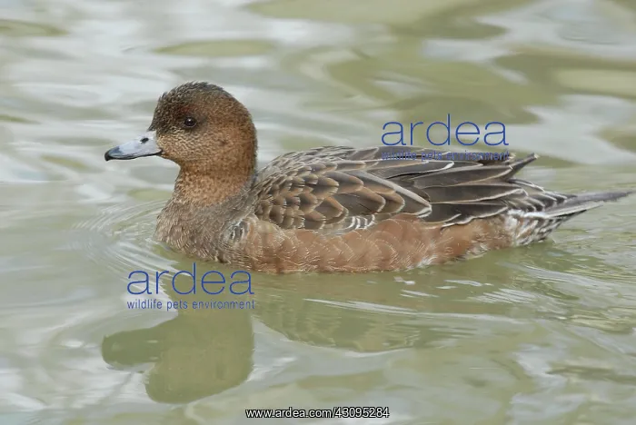 : Eurasian Wigeon Female : Eurasian Wigeon Female